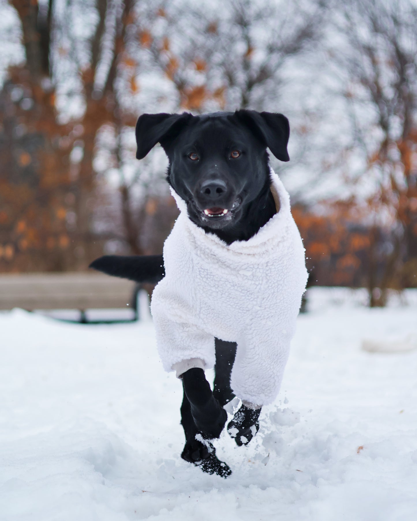 Made to measure sherpa for cats or dogs.