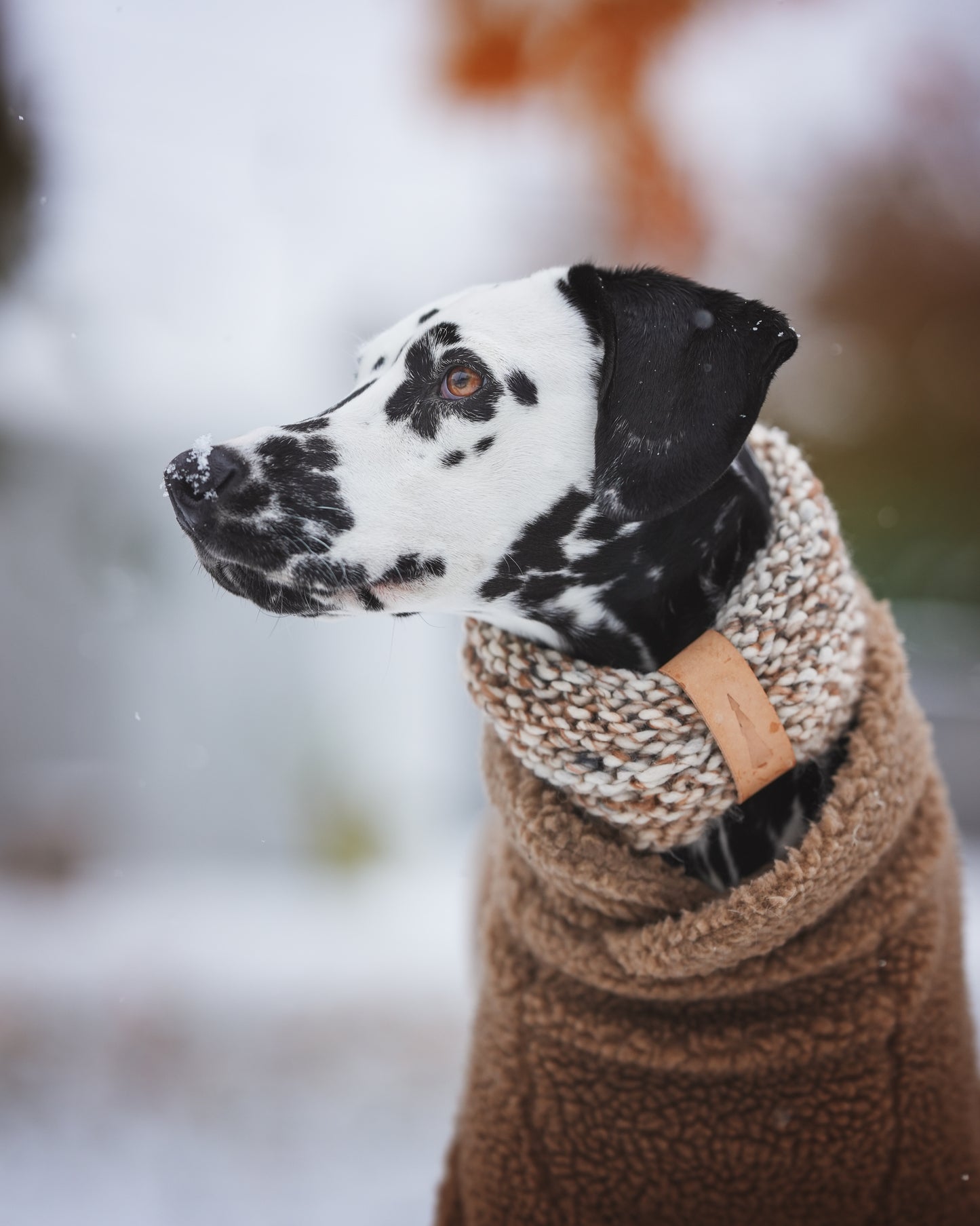 Snood en tricot pour chien