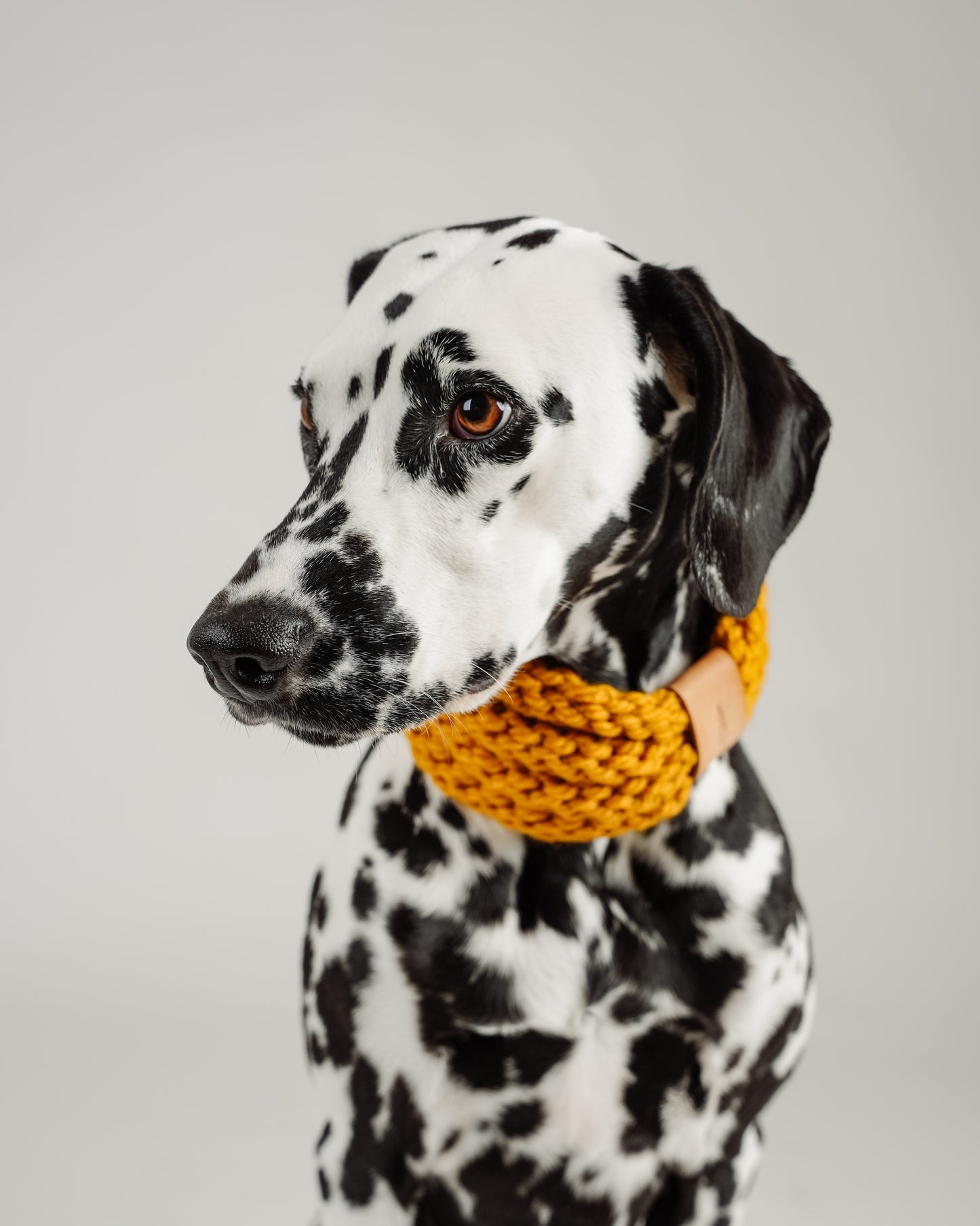 Snood en tricot pour chien