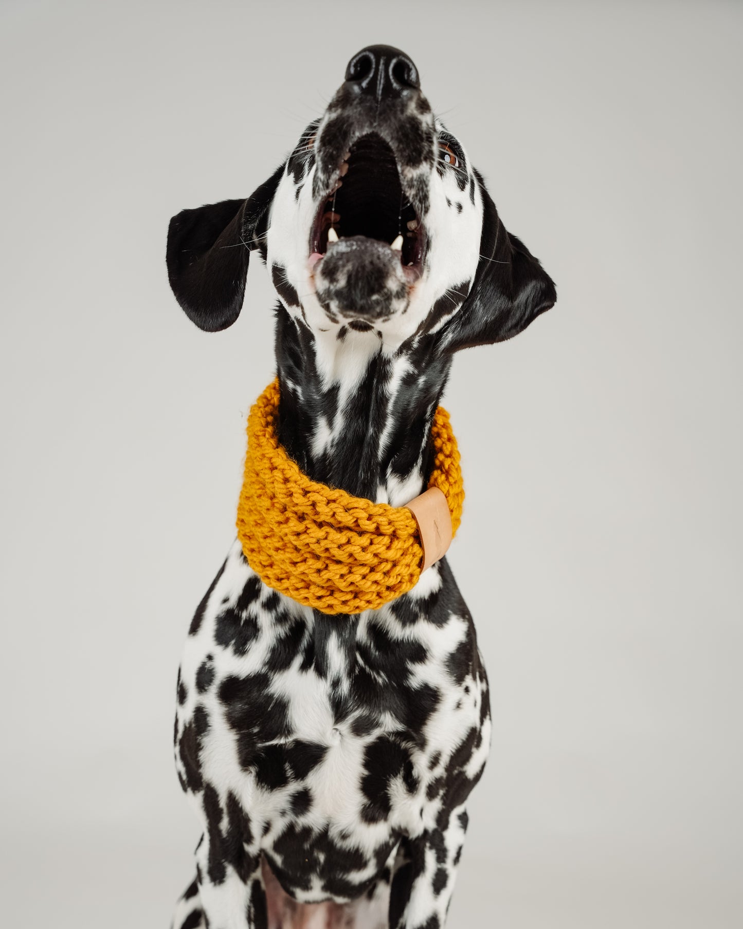 Snood en tricot pour chien