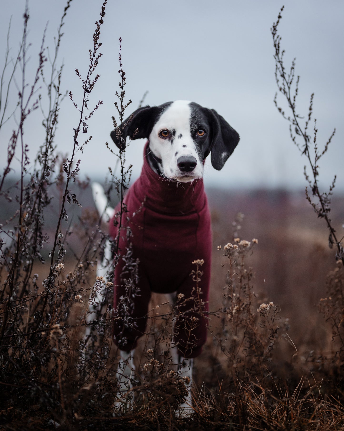 Cotton Sweater