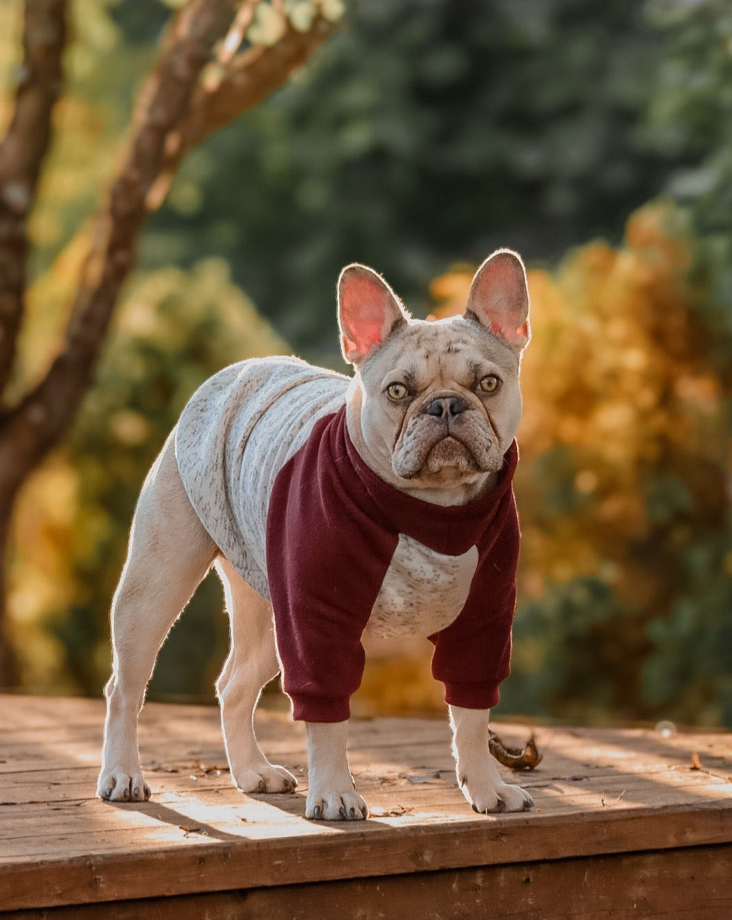 Made to measure sweater cotton sweater for cats or dogs.