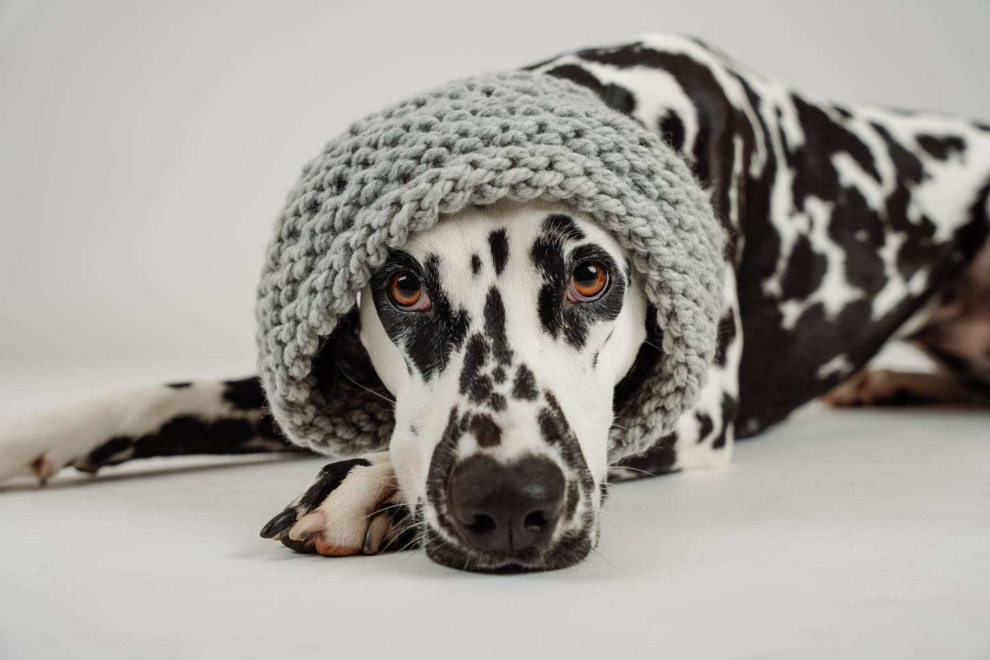 Snood en tricot pour chien