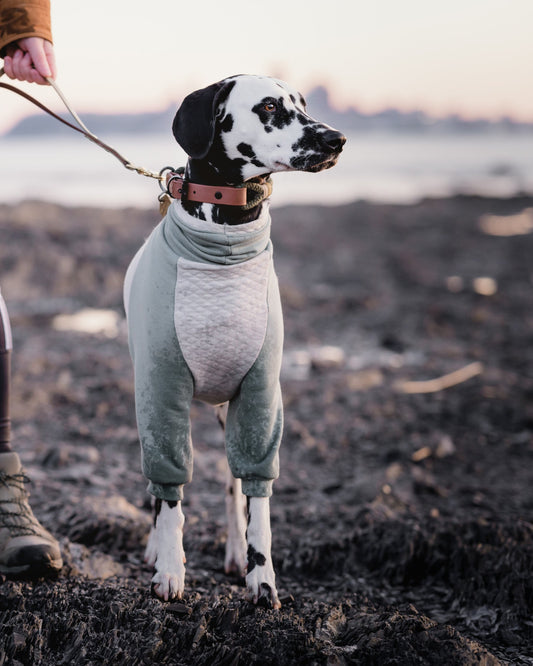 Pull en coton sur mesure pour chat ou chien.