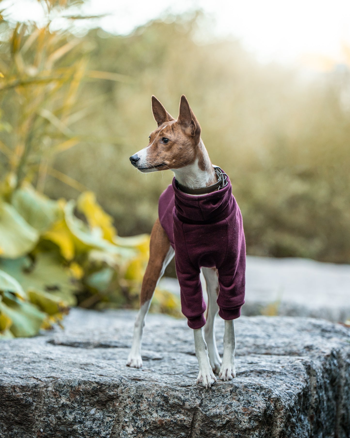 Pull en coton sur mesure pour chat ou chien.