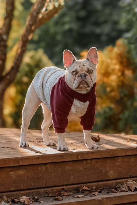 Made to measure sweater cotton sweater for cats or dogs.